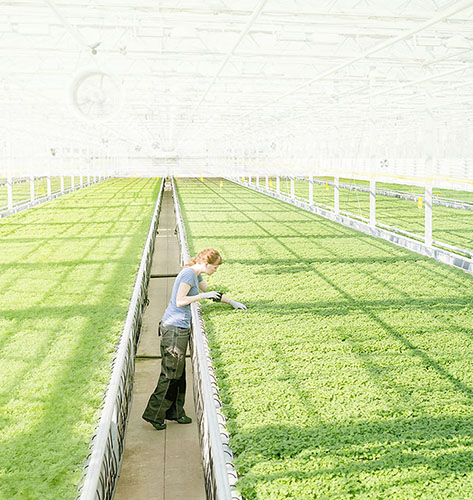 耀嶸溫室大棚植物燈優(yōu)勢(shì)